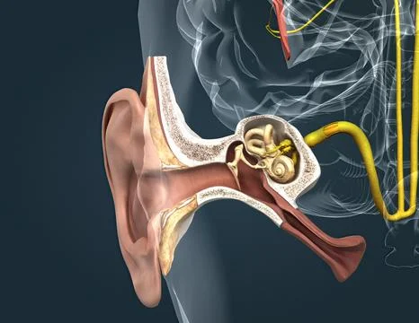 The auditory cortex is the sensory system for the sense of hearing. It includ Stock Illustration