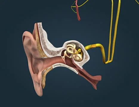 The auditory cortex is the sensory system for the sense of hearing. It includ Stock Illustration
