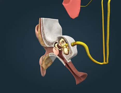 The auditory cortex is the sensory system for the sense of hearing. It includ Stock Illustration