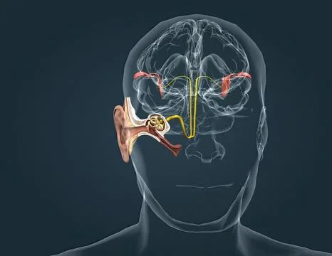 The auditory cortex is the sensory system for the sense of hearing. It includ Stock Illustration