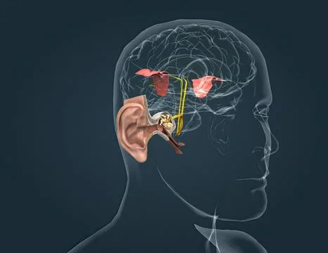 The auditory cortex is the sensory system for the sense of hearing. It includ 스톡 일러스트