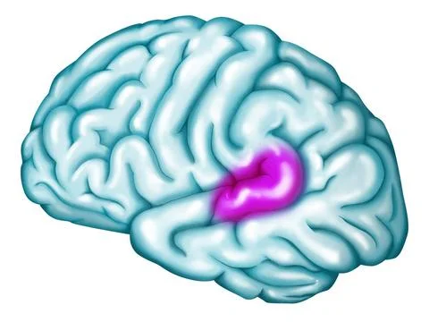  Auditory cortex Wernicke s area. Location of the Wernicke s area (in purp... Stock Photos