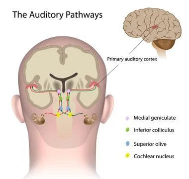 The auditory pathways labeled. Stock Illustration