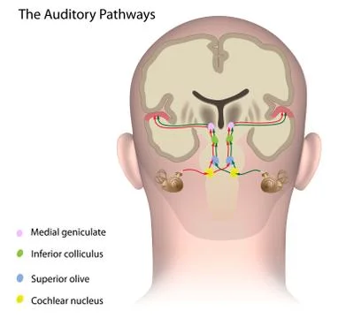 The auditory pathways unlabeled. Stock Illustration