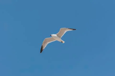 Audouins Gull in flight Stock Photos