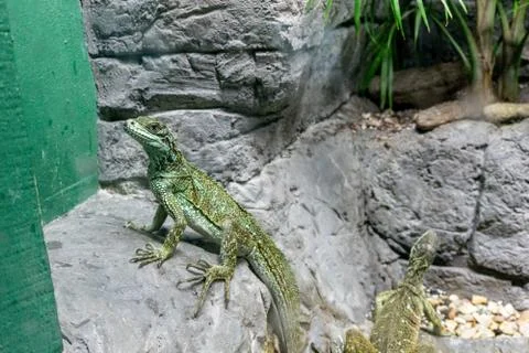 Audubon Lizard Exhibit Stock Photos