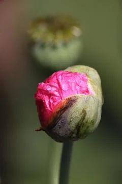 Aufbrechende Mohnblüte Stock Photos