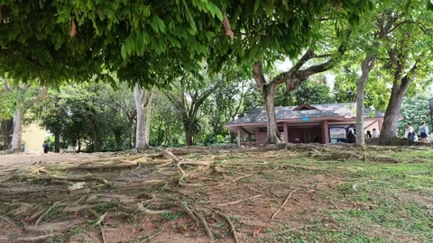 AUG 2.2026.MALAYSIA.Tree roots exposed on the surface of the ground in the park. Stock Footage 341460734