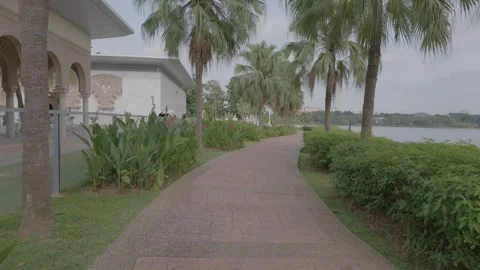 AUG 6.2026.MALAYSIA.The camera sweeps across a grove of pandanus trees. Vidéo 341838548