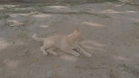 AUG 6.2026.MALAYSIA.A cat is lying on the sandy ground in the shade of a tree. Video stock 341839212