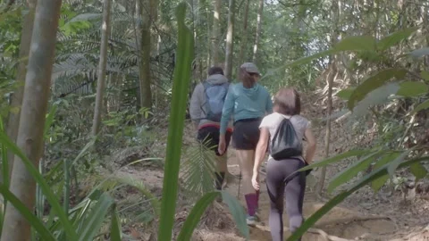 AUG 7.2026.MALAYSIA.The backs of a group of hikers trekking up a mountain trail. Video stock 341801739