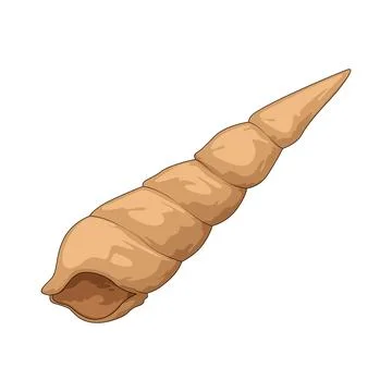 Auger shell illustration Stock Illustration