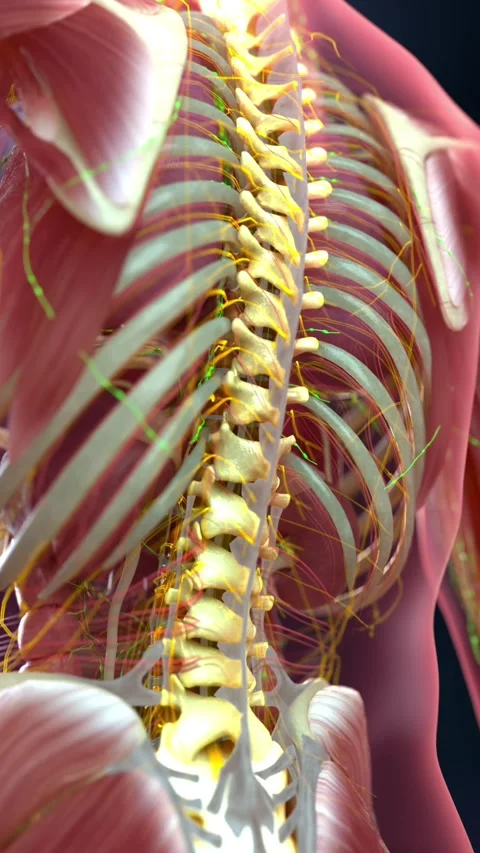 Augmented reality 3D animation showing human body structure 스톡 동영상 345198851