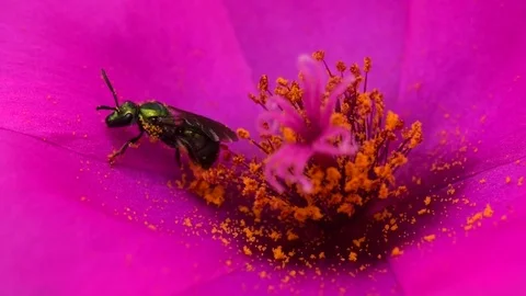 Augochlora Pura, green bee, pollinating a Portulaca Grandiflora Stock Footage 84830332