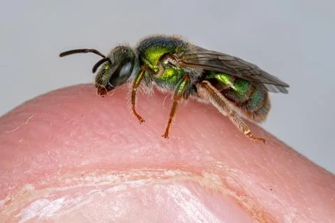Augochlorine Sweat Bee Stock Photos