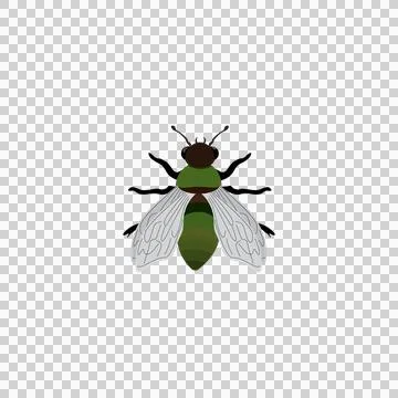 Augochlorine Sweat Bee of the Tribe Augochlorini Stock Illustration