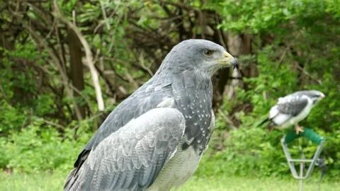 Augur buzzard bird of prey hawk perched and opening beak to make call Stock Footage 334816953