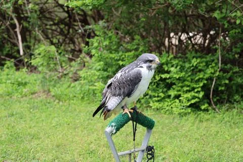 Augur buzzard bird of prey hawk perched and looking to the side intensely Stock Photos