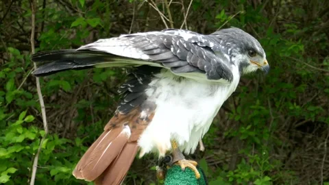 Augur buzzard of falconer perched and looking around while feathers blow in wind Stock Footage 334816954