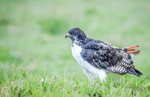 Augur Buzzard Stock Photos