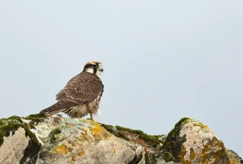 Augur buzzard sitting on the rocks against blue sky Stock Photos