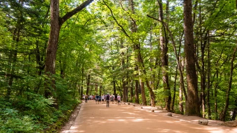 August 2, 2017 : Fir forest road of Woljeongsa Temple, Time lapse. Stock Footage 145925158