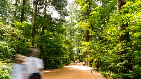 August 2, 2017 : Fir forest road of Woljeongsa Temple, Time lapse. Vidéo 145925160