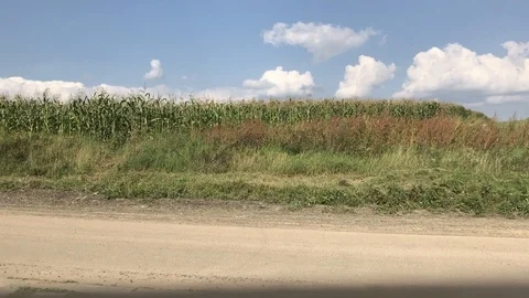 August corn field Video stock 119640603