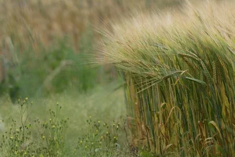 August fields Stock Photos
