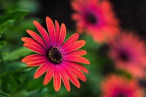 August in the garden Stock Photos