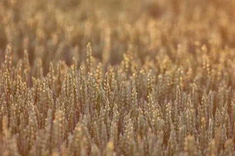 August grain field in sunset Stock Photos
