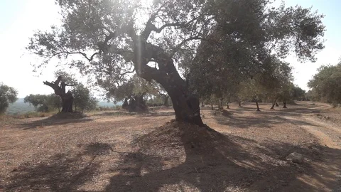 The august road surrounded by olive trees Stock Footage 115826738