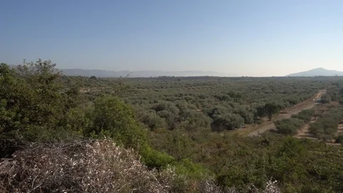 The august road surrounded by olive trees Stock Footage 115826889