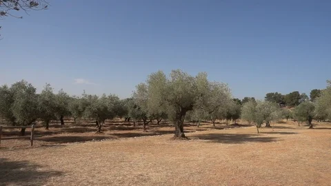The august road surrounded by olive trees Stock Footage 115829201
