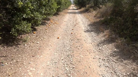 The august road surrounded by olive trees Stock Footage 115829439