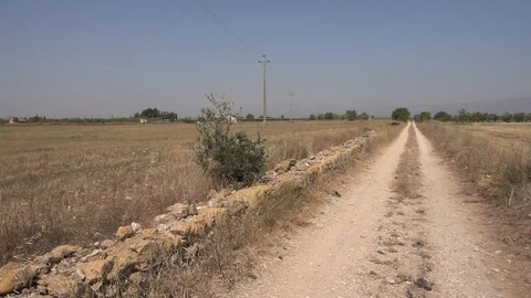 The august road surrounded by olive trees Stock Footage 115829790