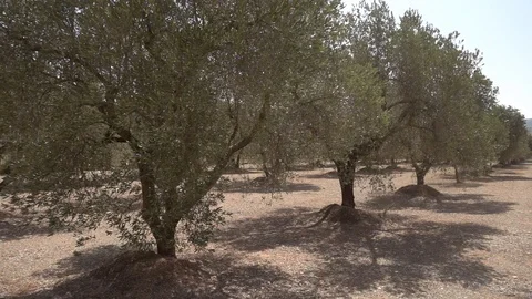 The august road surrounded by olive trees Stock Footage 115830058