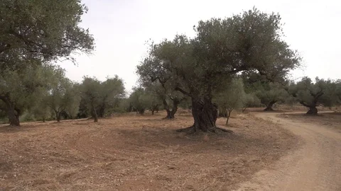The august road surrounded by olive trees Stock Footage 115830575
