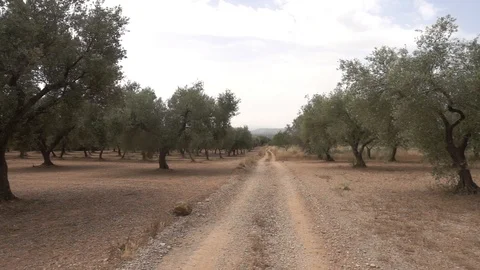 The august road surrounded by olive trees Stock Footage 115830780