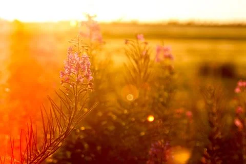 August sunset Stock Photos