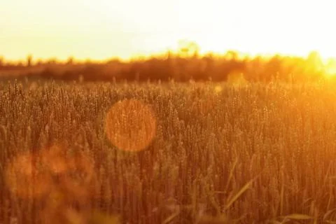 August sunset Stock Photos