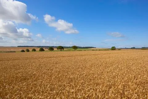 August wheat fields Stock Photos