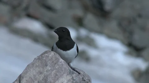 Auk, Alla alla Stock Footage 104444453