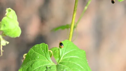 Aulacophora beetles. Stock Footage 339782604