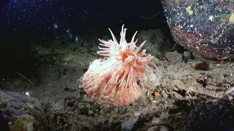 Aulactinia Stella Stock Footage 321422680