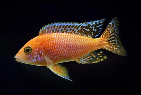 Aulonocara Firefish Stock Photos