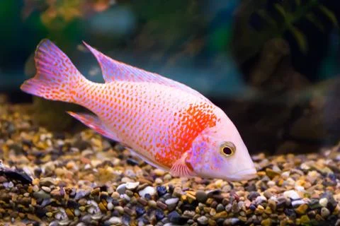 Aulonocara fish Stock Photos
