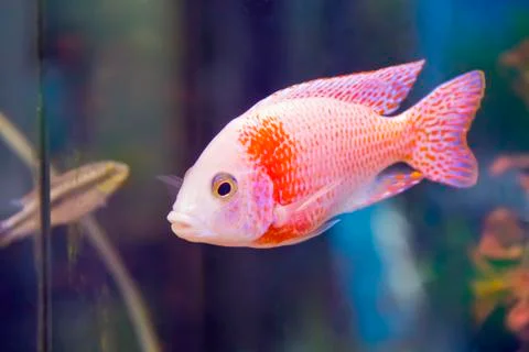 Aulonocara fish Foto stock