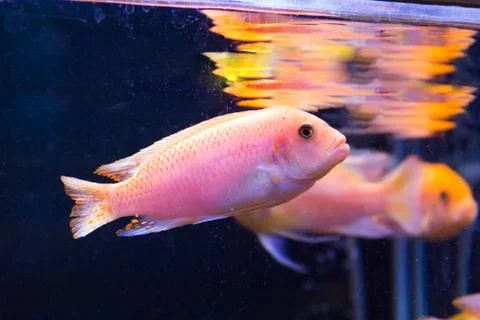 Aulonocara fish Stock Photos
