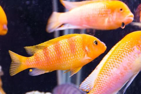 Aulonocara fish Stock Photos